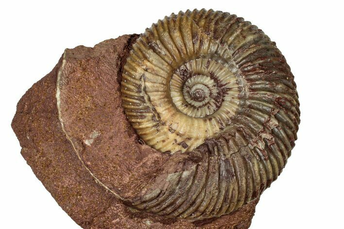 Jurassic Ammonite (Parkinsonia) Fossil - Sengenthal, Germany #334757